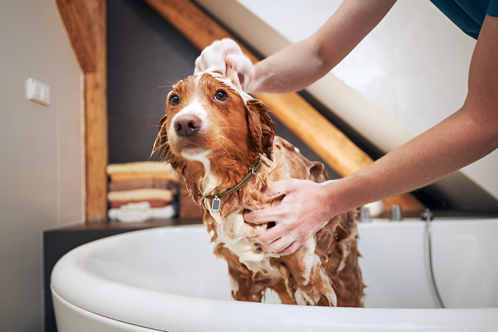 Grooming Tips for Healthy and Happy Pets