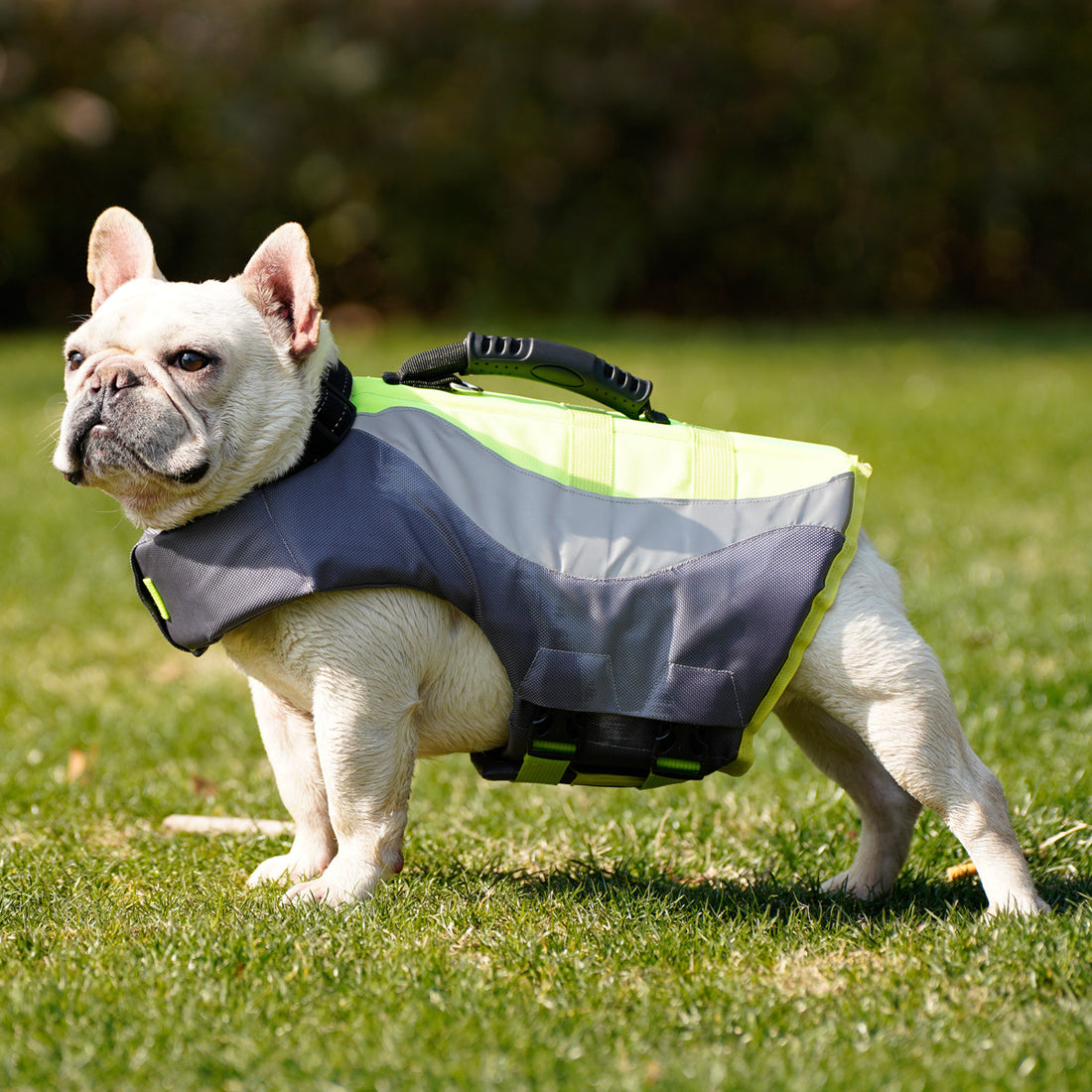 Reflective Pet Swimsuit Life Jacket For Water Safety And Visibility