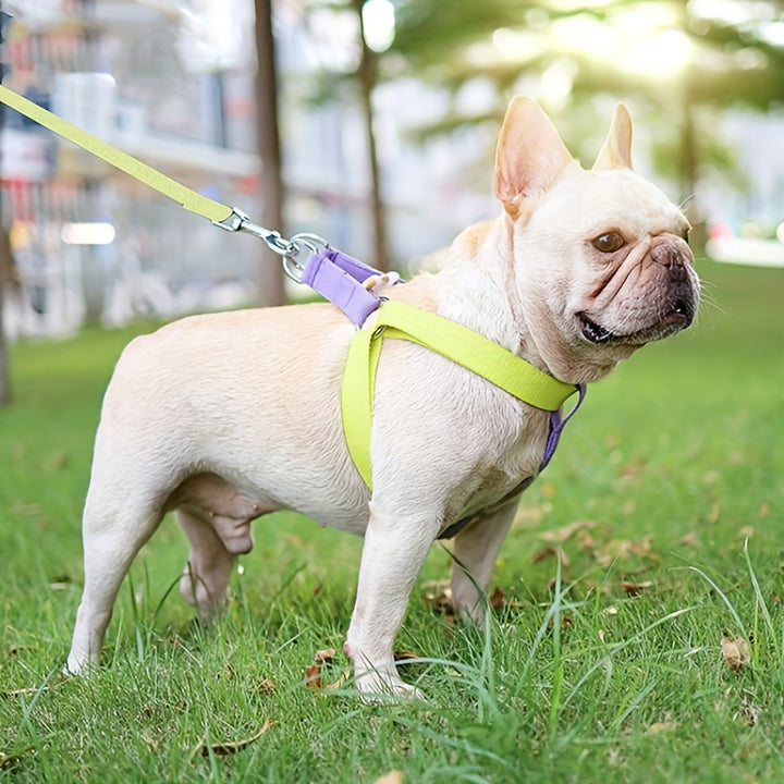 Rainbow Colorblock Pet Harness Set With Anti Escape Design