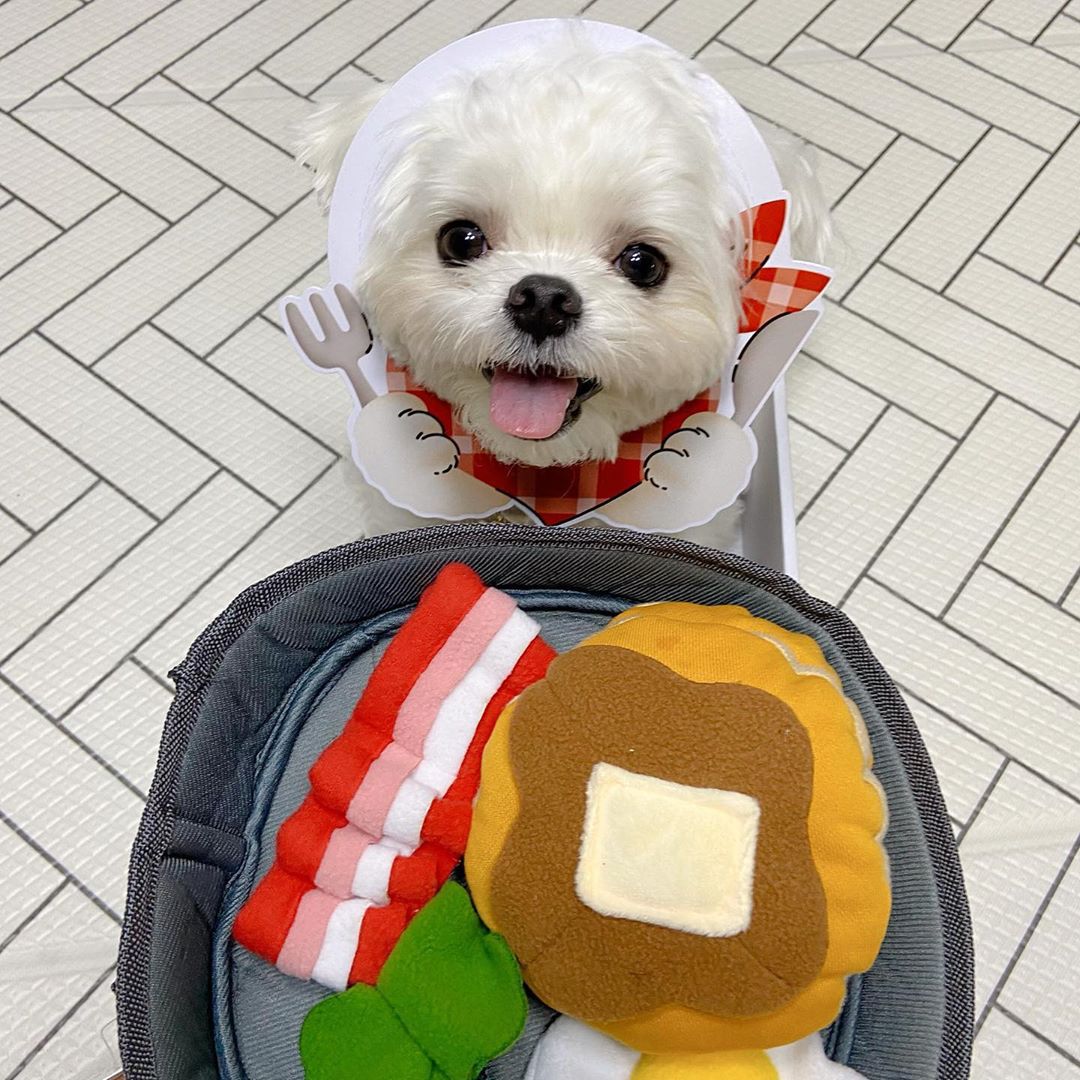Interactive Pet Hide And Seek Food Dispensing Toy For Mental Stimulation