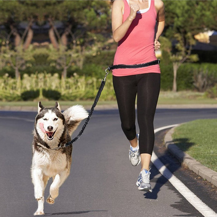 Adjustable Pet Harness Collar And Jogging Leash For Secure Walking And Training
