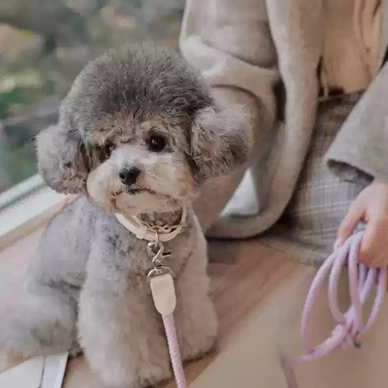 Leather Handheld Pet Collar And Leash Rope For Small And Medium Pets Walking