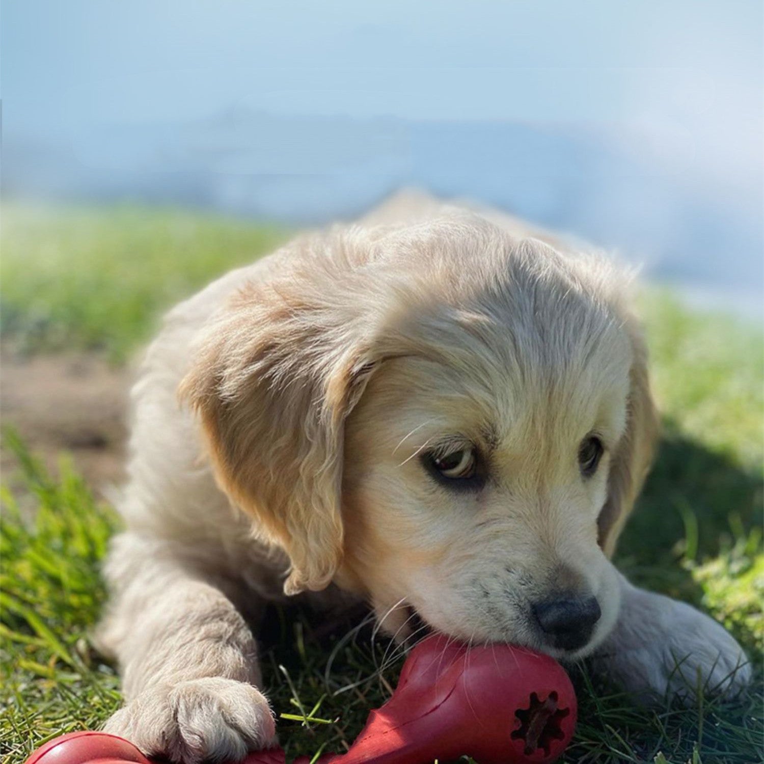 Bite Resistant Rubber Pet Grinding Chew Toy For Dental Care And Play
