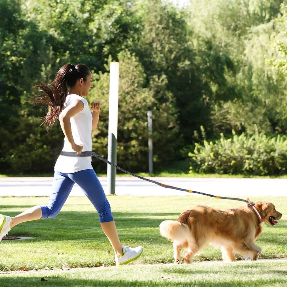 Adjustable Pet Harness Collar And Jogging Leash For Secure Walking And Training