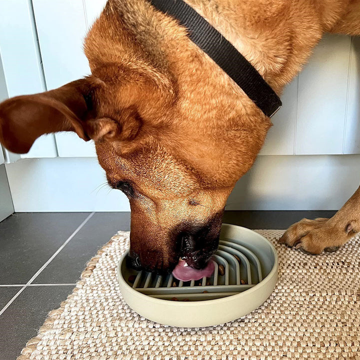 Simple Fashion Slow Feeding Pet Bowl For Controlled Eating And Digestion