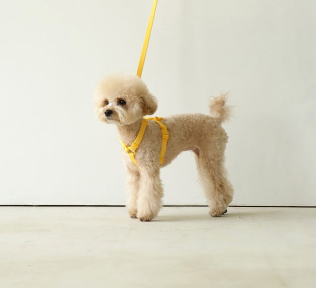Macaron Style Pet Leash With Trendy And Comfortable Design